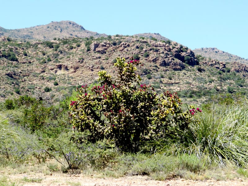 Oak Flats in Arizona (photo by Kevin Cassadore)