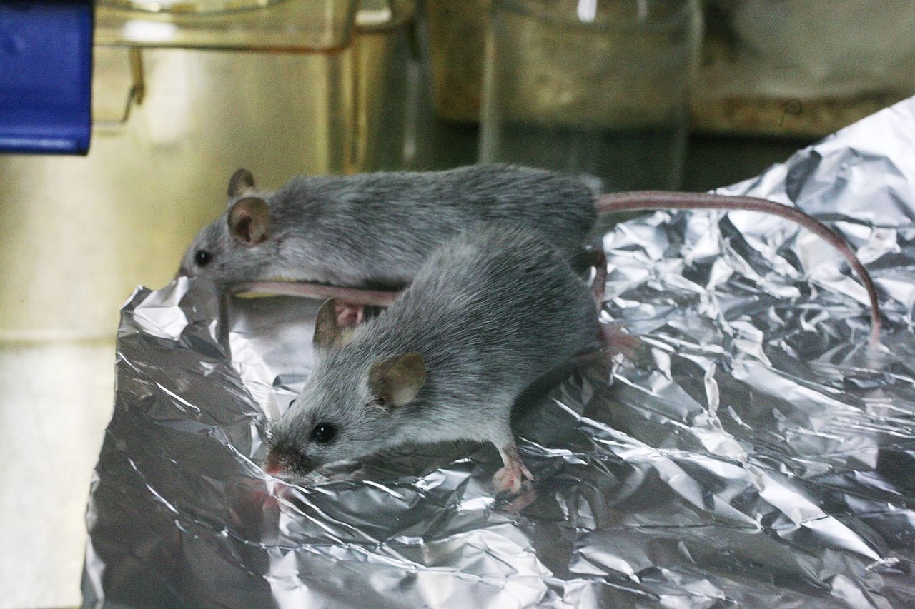 Note: Mice depicted are not Hyperallergic's actual, dearly departed mice, Hyper Al and Hyper Alex. (photo by Rama/Wikimedia Commons)