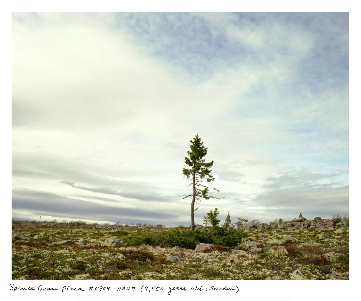 Rachel Sussman, "Spruce Gran Picea #0909-11A07 (9,500 years old; Fulufjället, Sweden)" (2009), archival pigment print on photo rag paper, 44 x 54 in. (courtesy of the artist)