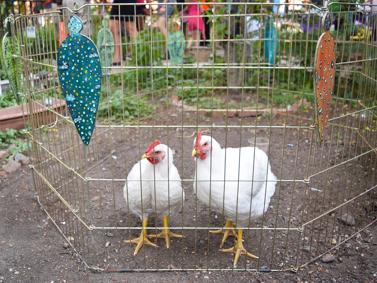Paintings by James Prez hung along the chicken enclosure at the People's Garden.
