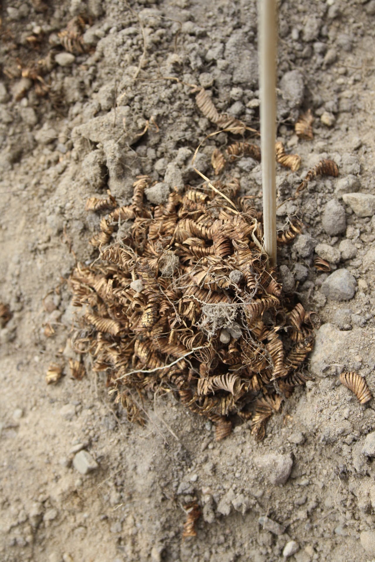 03 Guldspiraler udgraves foto Flemming Kaul Nationalmuseet