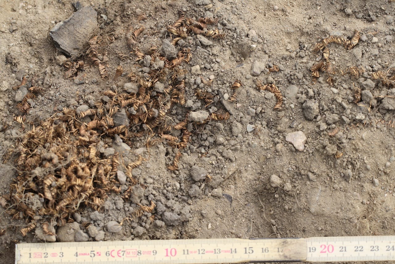 05 Guldspiraler og begflage udgraves foto flemming kaul Nationalmuseet