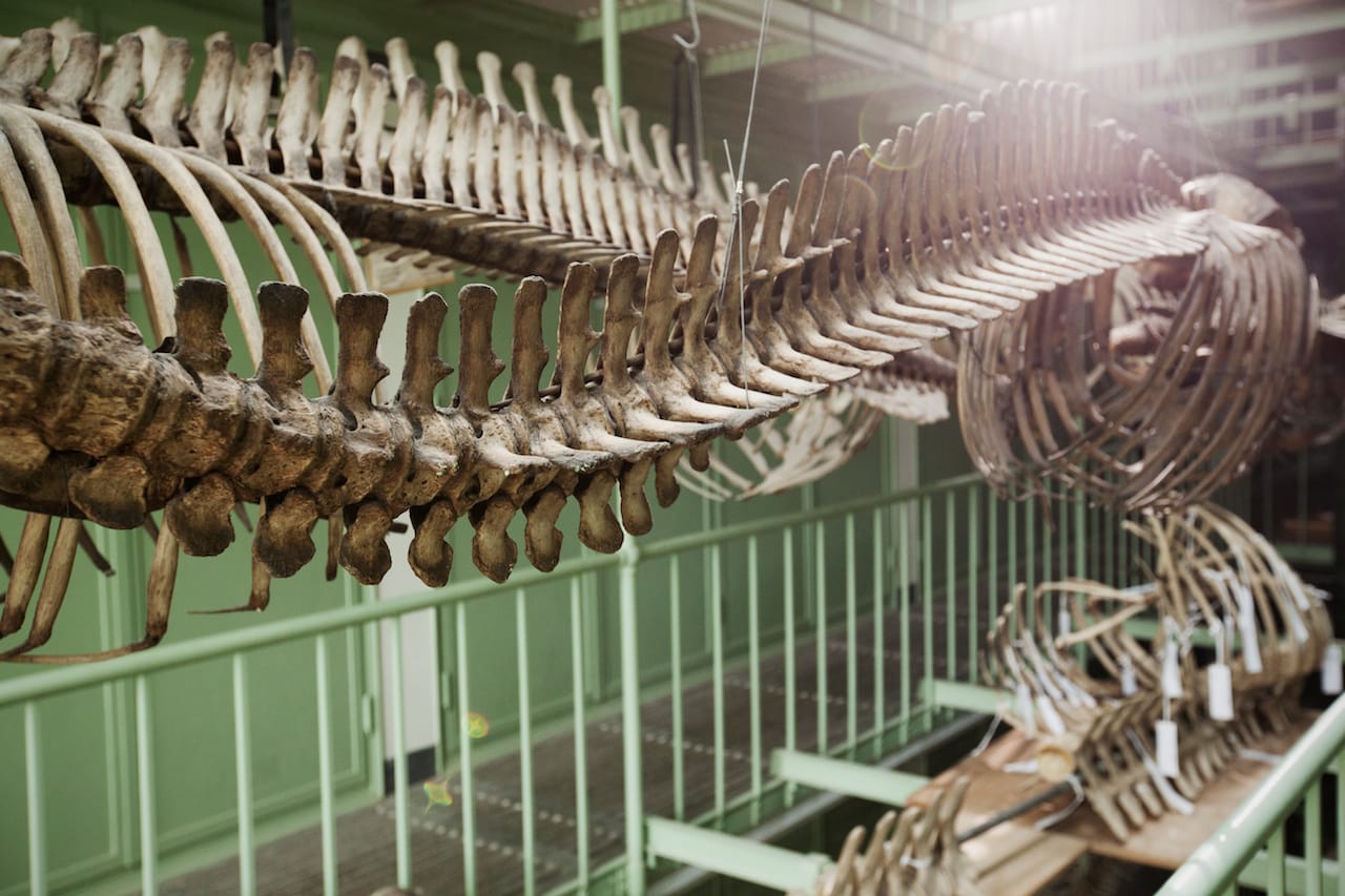 Fiona Tan, "Depot" (2015) (still) (courtesy the artist and Frith Street Gallery)