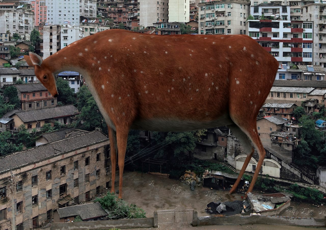 Liu Di (Chinese, born 1985) Animal Regulation No. 8, 2010 C-print 23 5/8 x 31 1/2 in. Collection of Andrew and Heather Rayburn