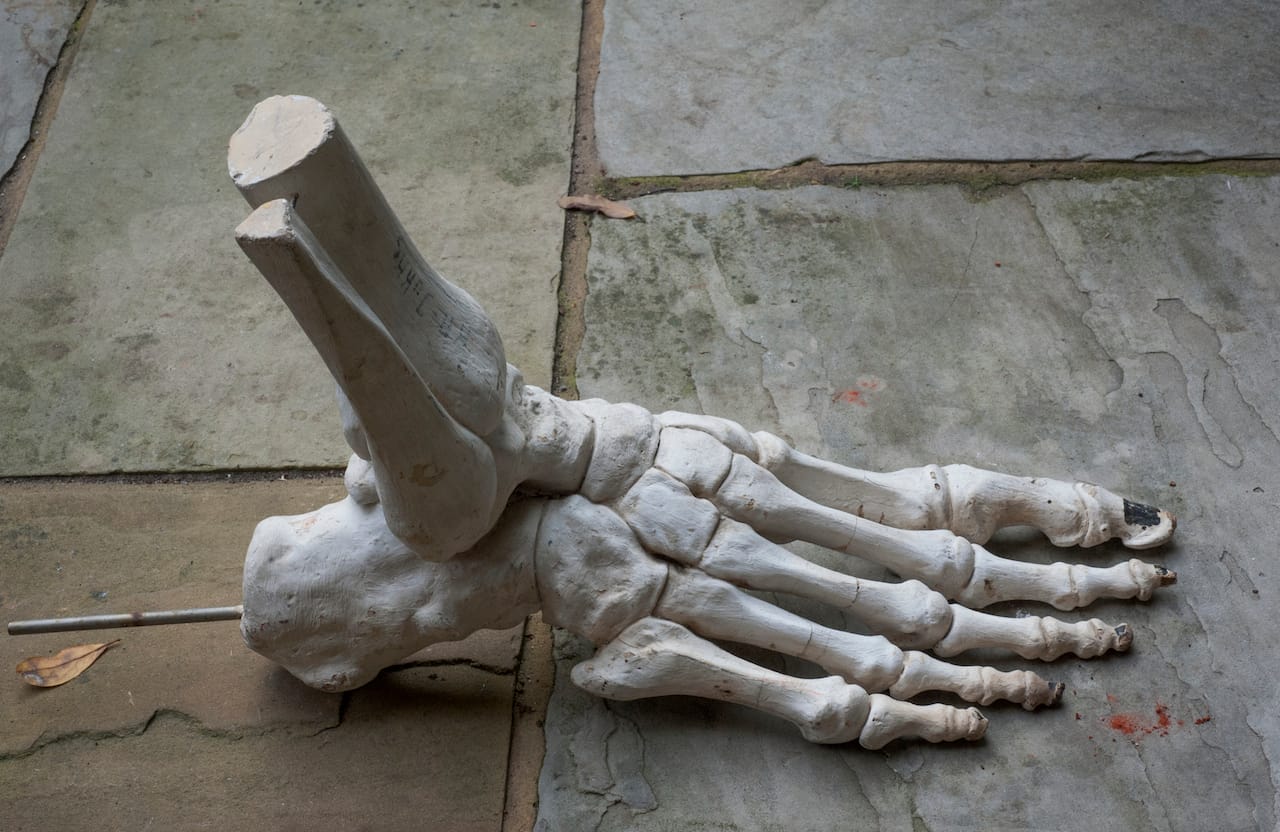 Object Lessons: The Visualisation of Nineteenth-Century Life Sciences