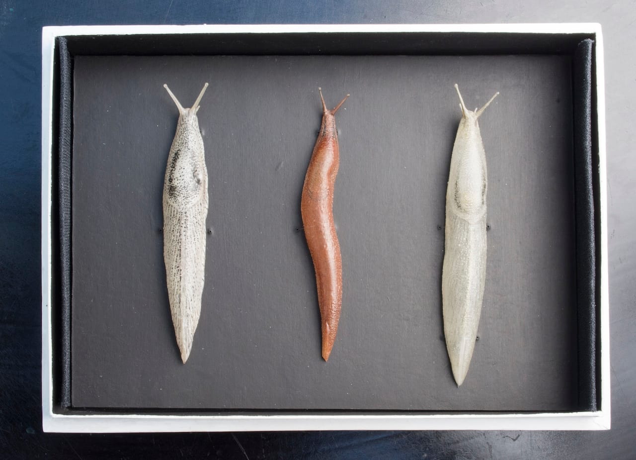 Object Lessons: The Visualisation of Nineteenth-Century Life Sciences