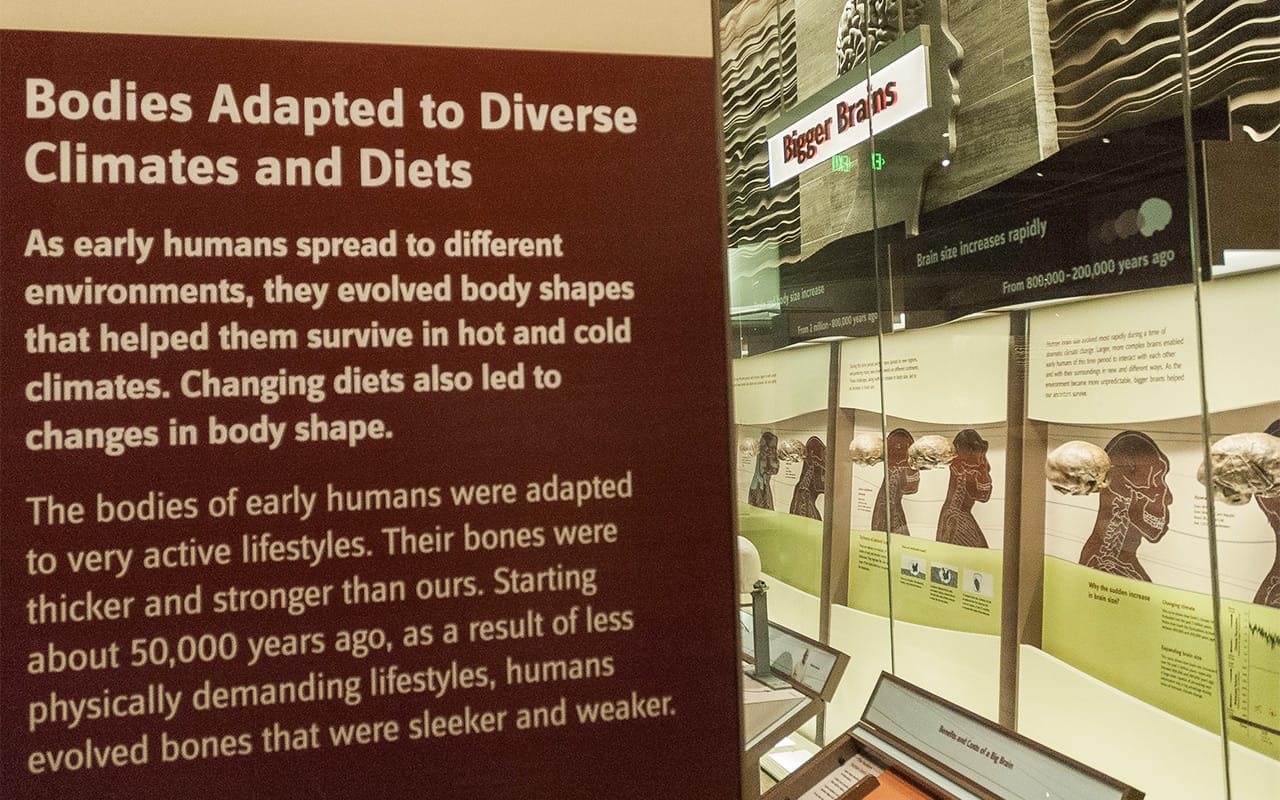A display inside the Hall of Human Origins at the Smithsonian National Museum of Natural History