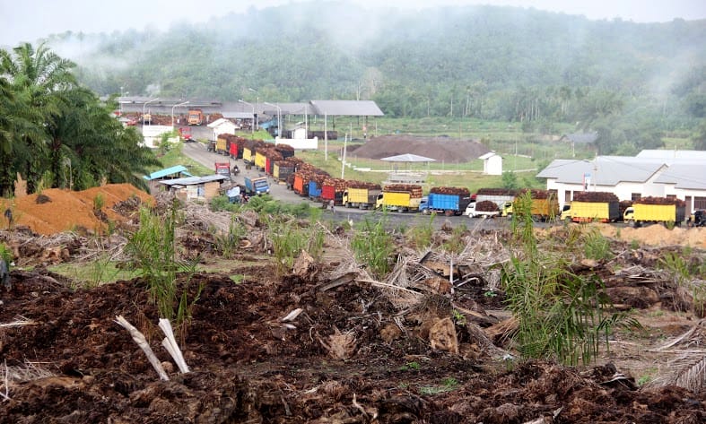 Palm oil plantation in Bengkulu, South Sumatra, Indonesia (photograph by Etienne Turpin).