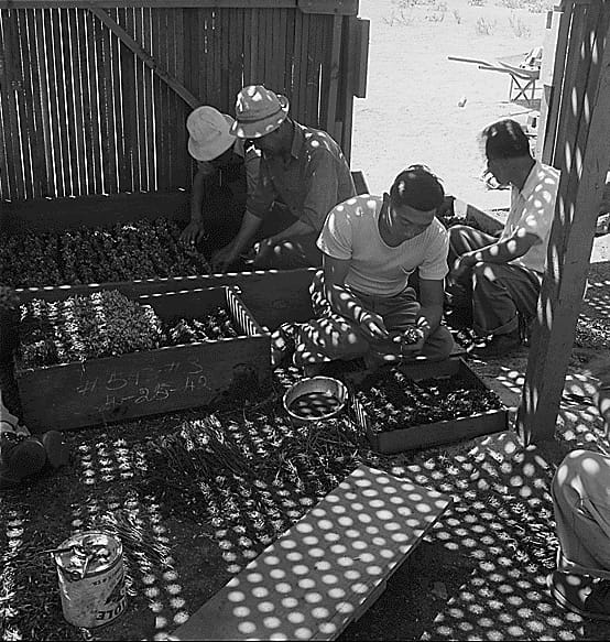 Dorothea Lange, "Manzanar, CA June 28, 1942" (1942).&nbsp;Incarcerees who were nurserymen before forcible relocation propagate seedling guayale plants to for the rubber-producing experiment. Government censors had problems with images like this saying the architectural strips and shadows were reminiscent of prison enclosures (photographed by Dorothea Lange, WRA, courtesy the National Archives [Archives Identifier 538034])