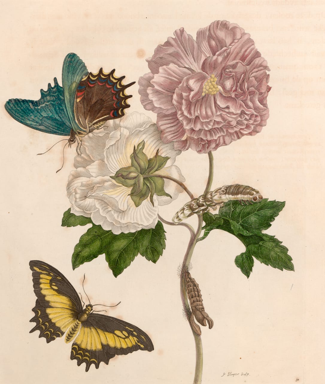 Maria Sibylla Merian, Plate 31 from 'Metamorphosis Insectorum Surinamensium' (1705) (courtesy Universitätsbibliothek Johann Christian Senckenberg, Frankfurt)