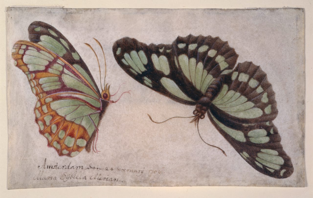 Maria Sibylla Merian, "Zwei Schmetterlinge (Two Butterflies)" (1706) (courtesy Germanisches Nationalmuseum, Nuremberg)