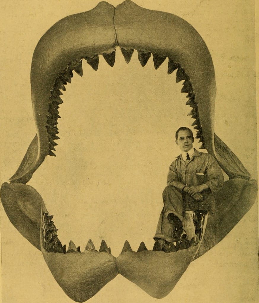 An American Museum of Natural History worker posing with a model of an extinct shark, in the 1900-18 'The American Museum Journal' (via Internet Archive Book Images/Flickr)