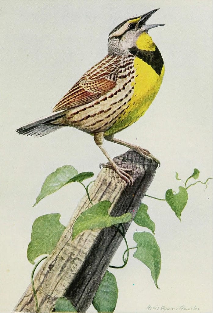 A meadow lark in "The Burgess Bird Book for Children" (1919) (via Internet Archive Book Images/Flickr)