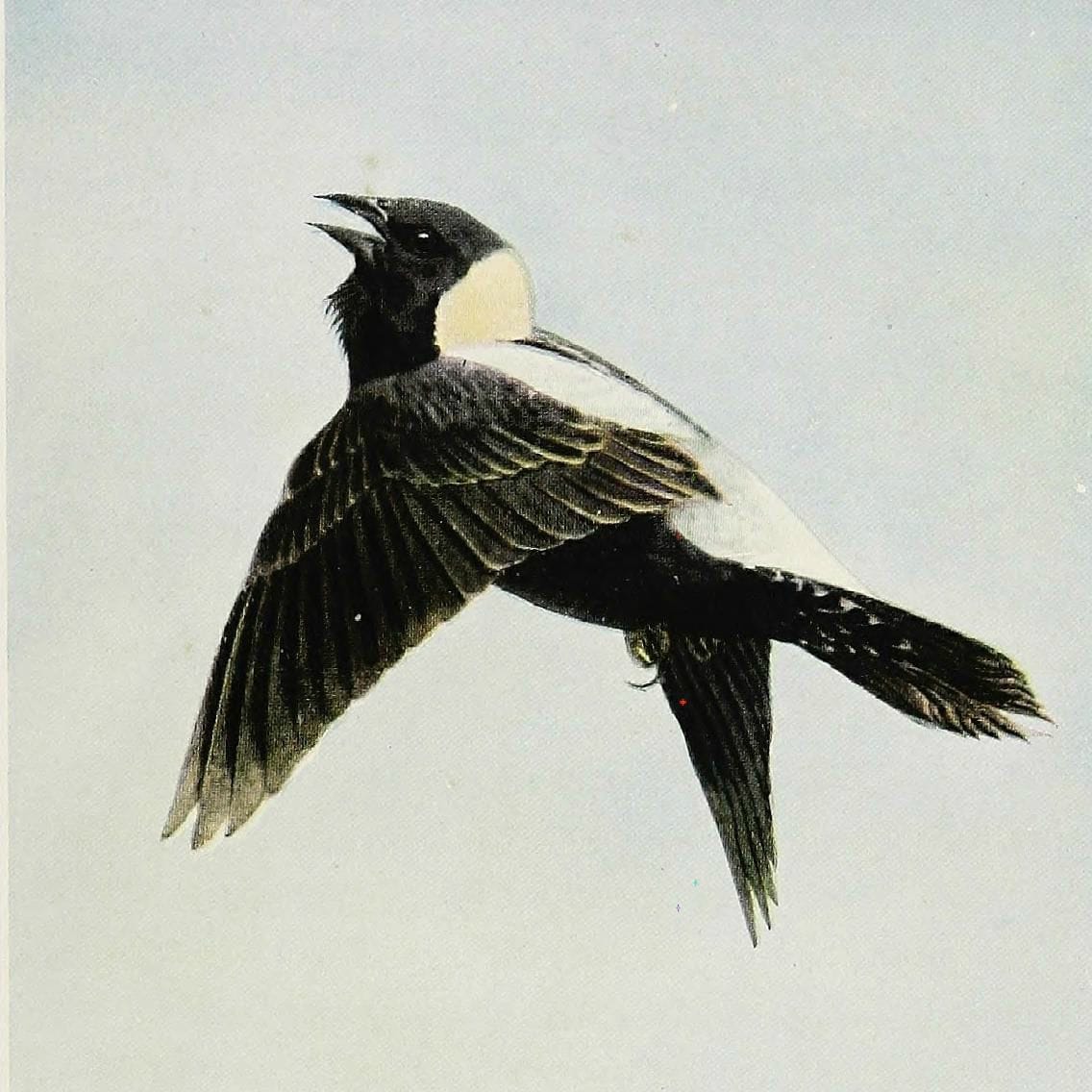 A flying bobolink in "The Burgess Bird Book for Children" (1919) (via Internet Archive Book Images/Flickr)