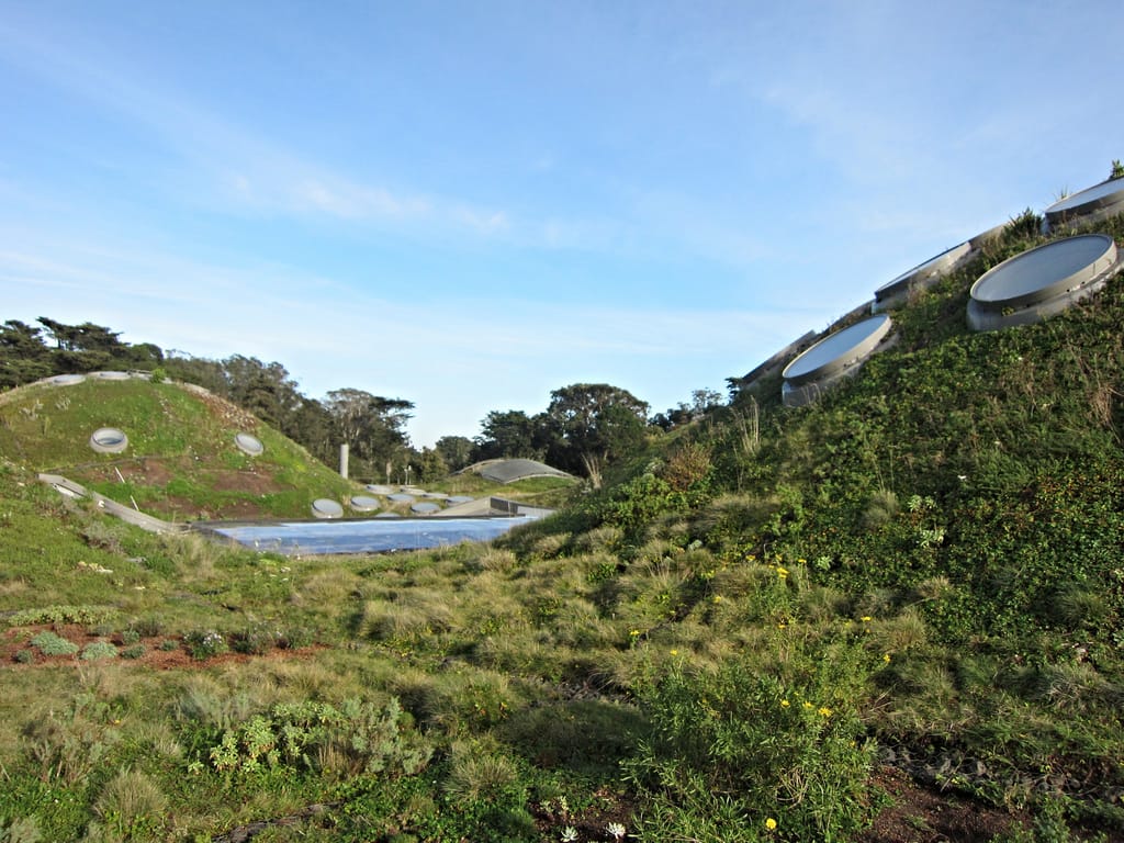 Green roof at the California Academy of Sciences (photo by the author for Hyperallergic)