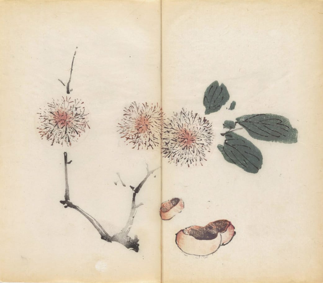 'Shi zhu zhai shu hua pu' (Chinese, 1633), polychrome xylographic print (courtesy Cambridge University Library)