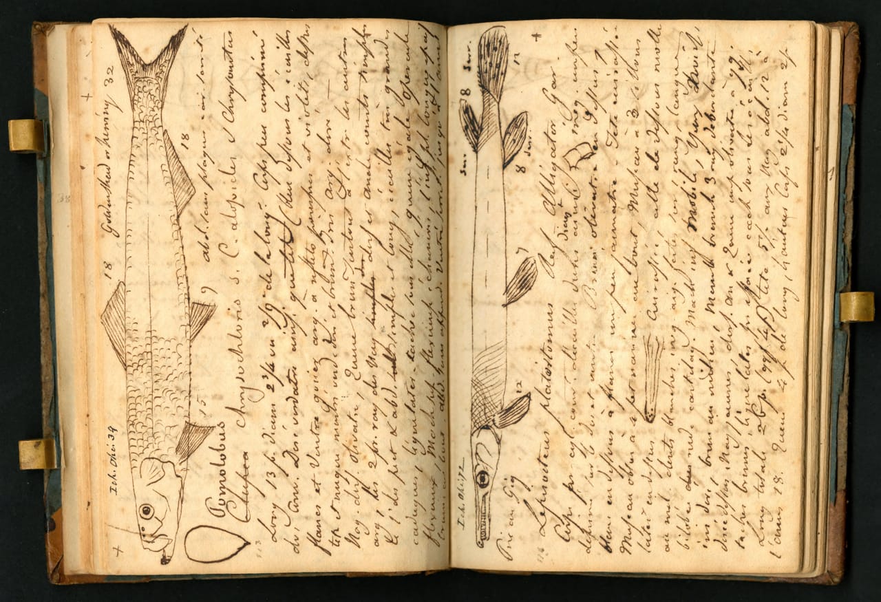 Notebook kept by Constantine Samuel Rafinesque on a trip from Philadelphia to Kentucky, 1818 (courtesy the Biodiversity Heritage Library, digitized by Smithsonian Institution Archives)