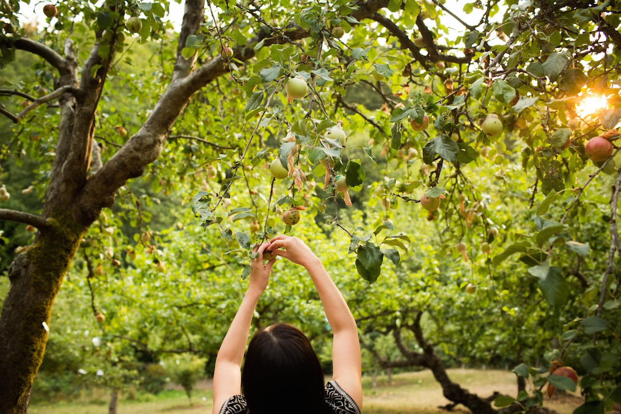 "Heirloom" by Shin Yu Pai in Piper's Orchard, Carkeek Park, Seattle (photo by Katy Tuttle)
