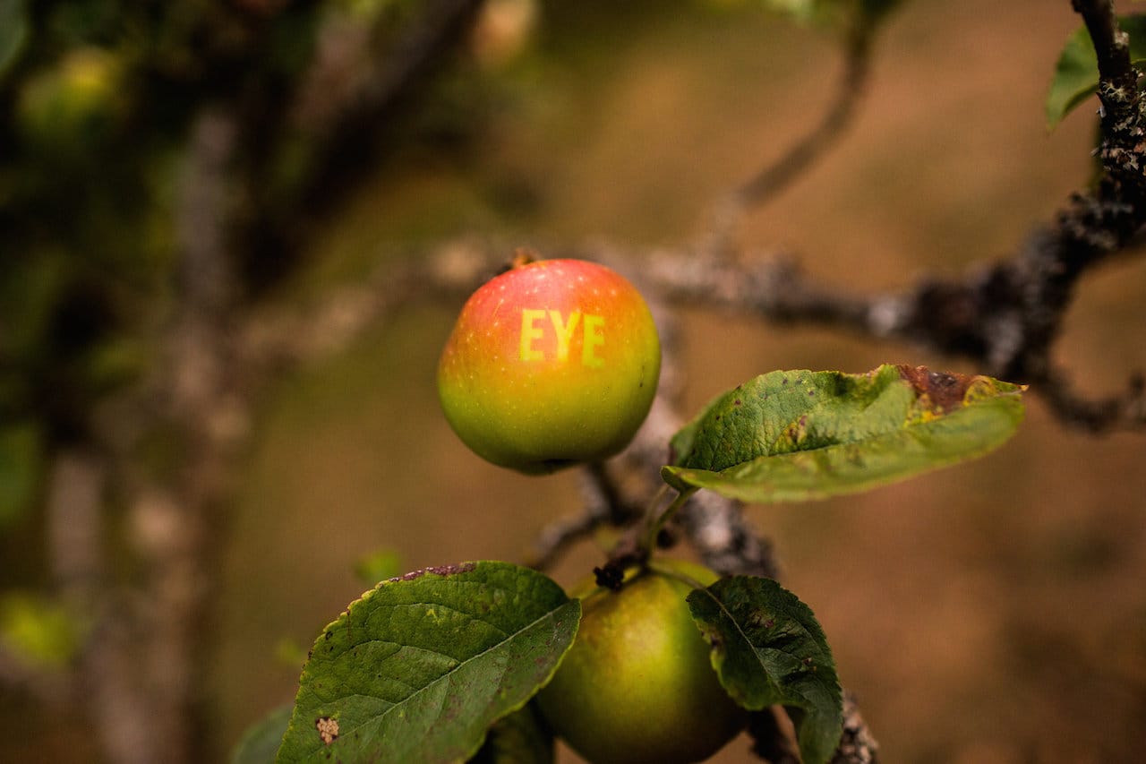 "Heirloom" by Shin Yu Pai in Piper's Orchard, Carkeek Park, Seattle (photo by Katy Tuttle)