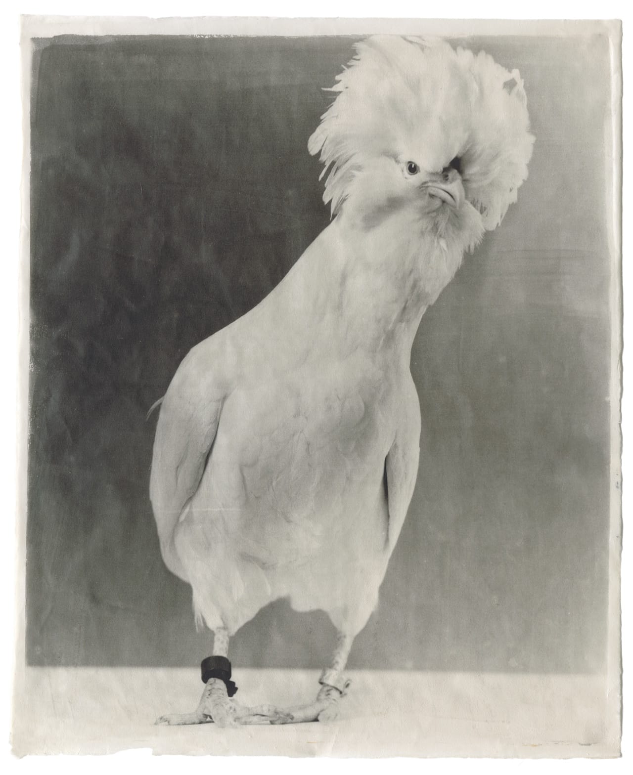 II-10 White #16, 2006 Kopie