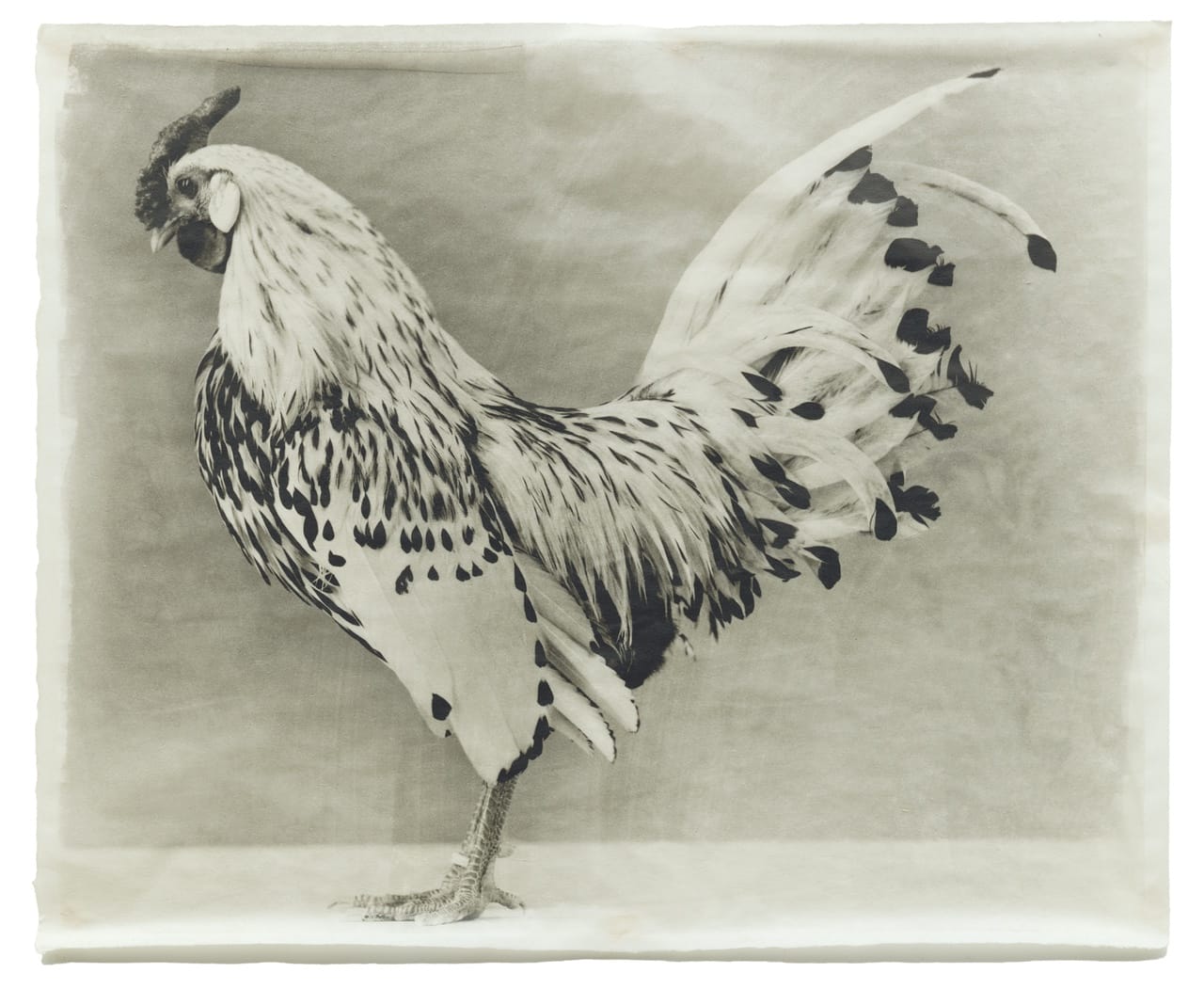 III-5 Variegated #31, 201 Kopie