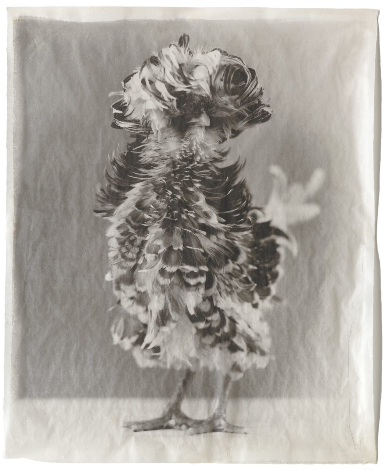 III-8 Variegated #19, 200 Kopie