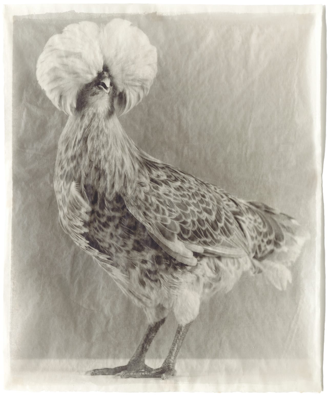 III-9 Variegated #27, 200 Kopie