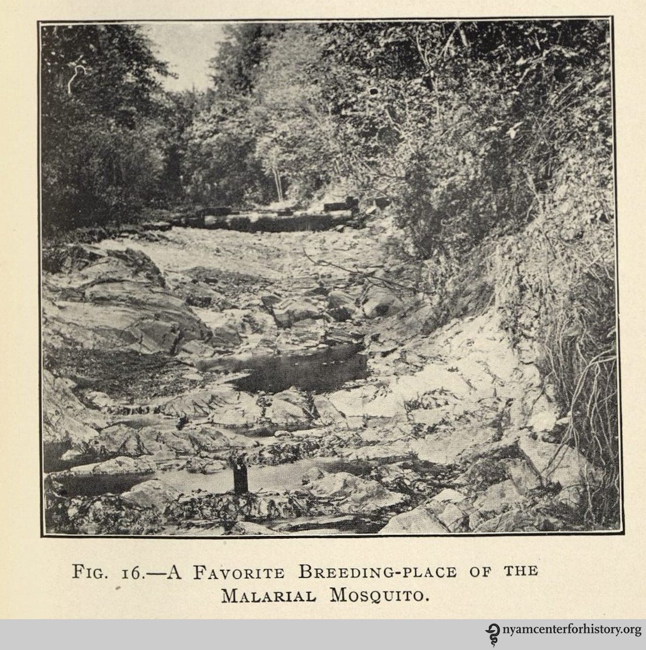 'The sanitation of recreation camps and parks' by Harvey Brown Bashore (1908)
