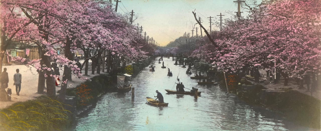 Photographer unknown: Sakura at Edo in Tokyo, circa 1910. salted paper, colored, 12,0 x 29,4 cm. © National Museums in Berlin, Ethnological Museum.
