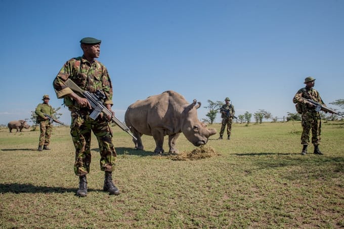 Corporal Simon Irungu and his platoon of armed Kenyan guards with Sudan, the last male Northern white rhino (photo by Ami Vitale)