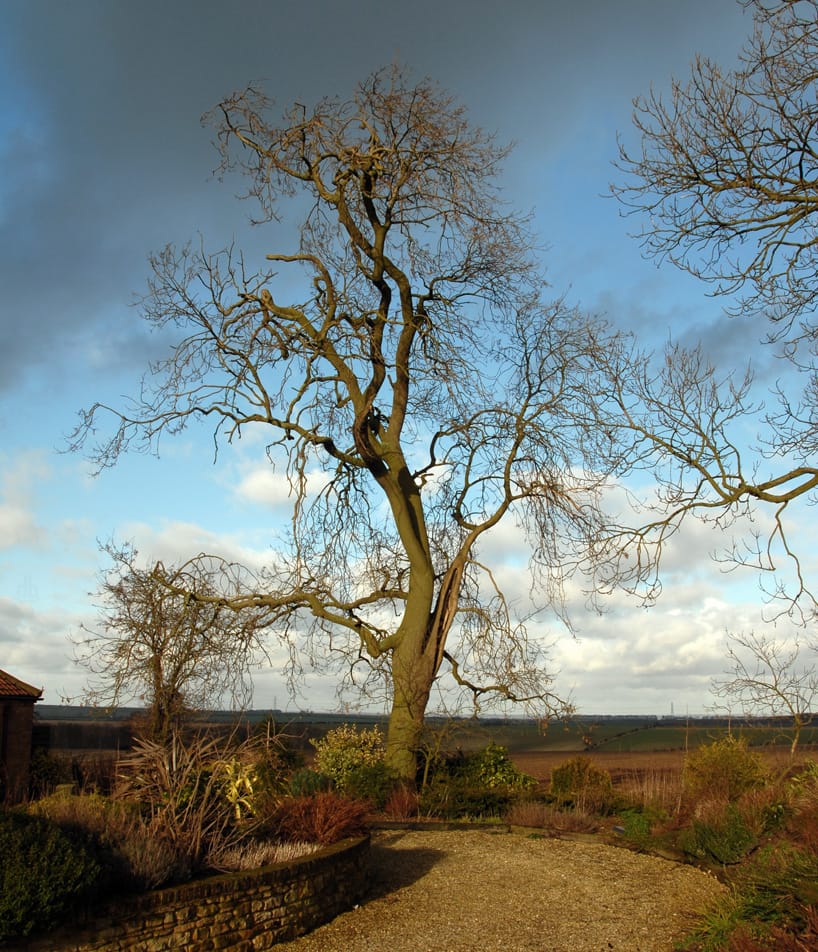 The ash tree before dissection (courtesy the artist and Gallery Fumi)
