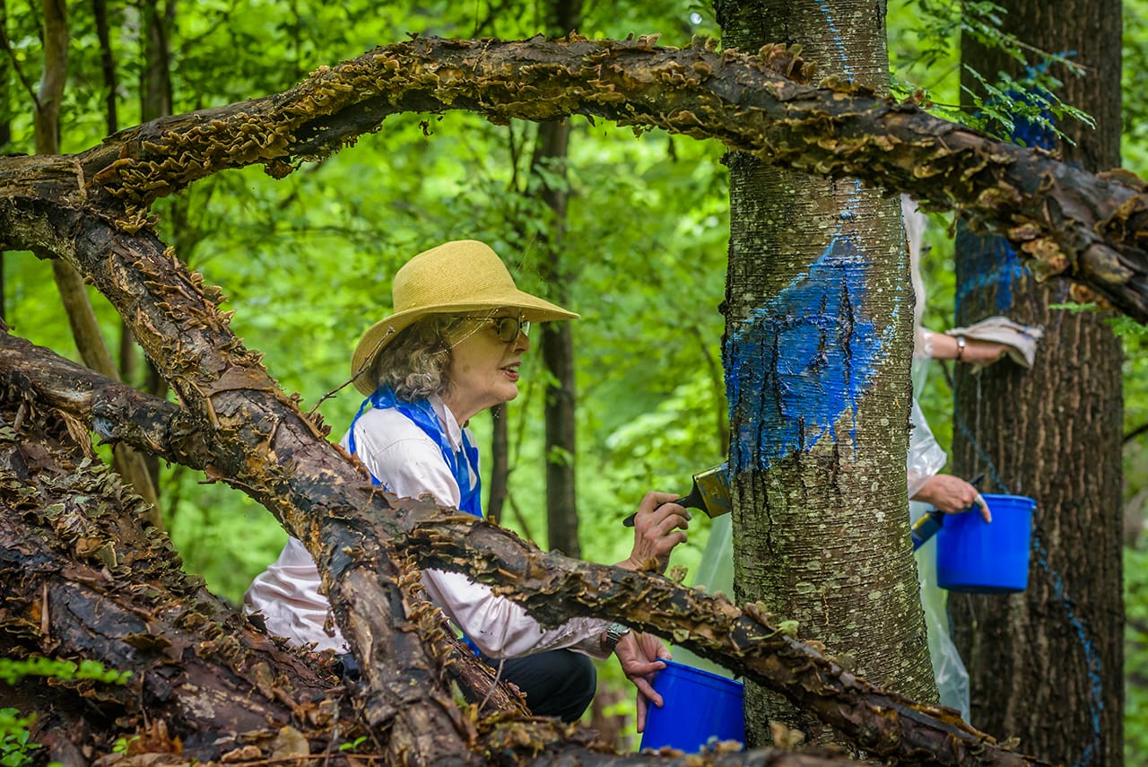 Anonymous activist painting the "Blued Trees" overture (photo by Minister Erik McGregor, 2105)