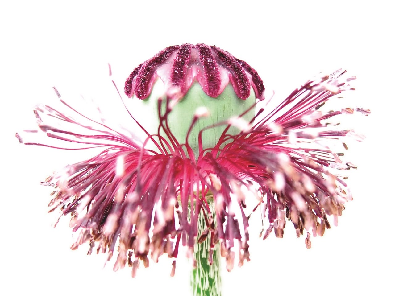 flora art 1