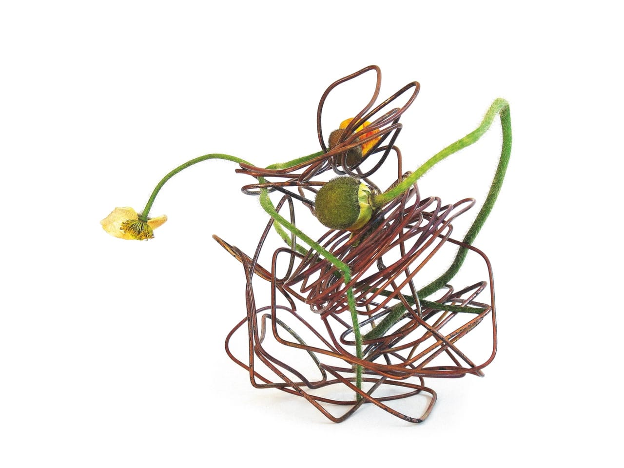 flora art3