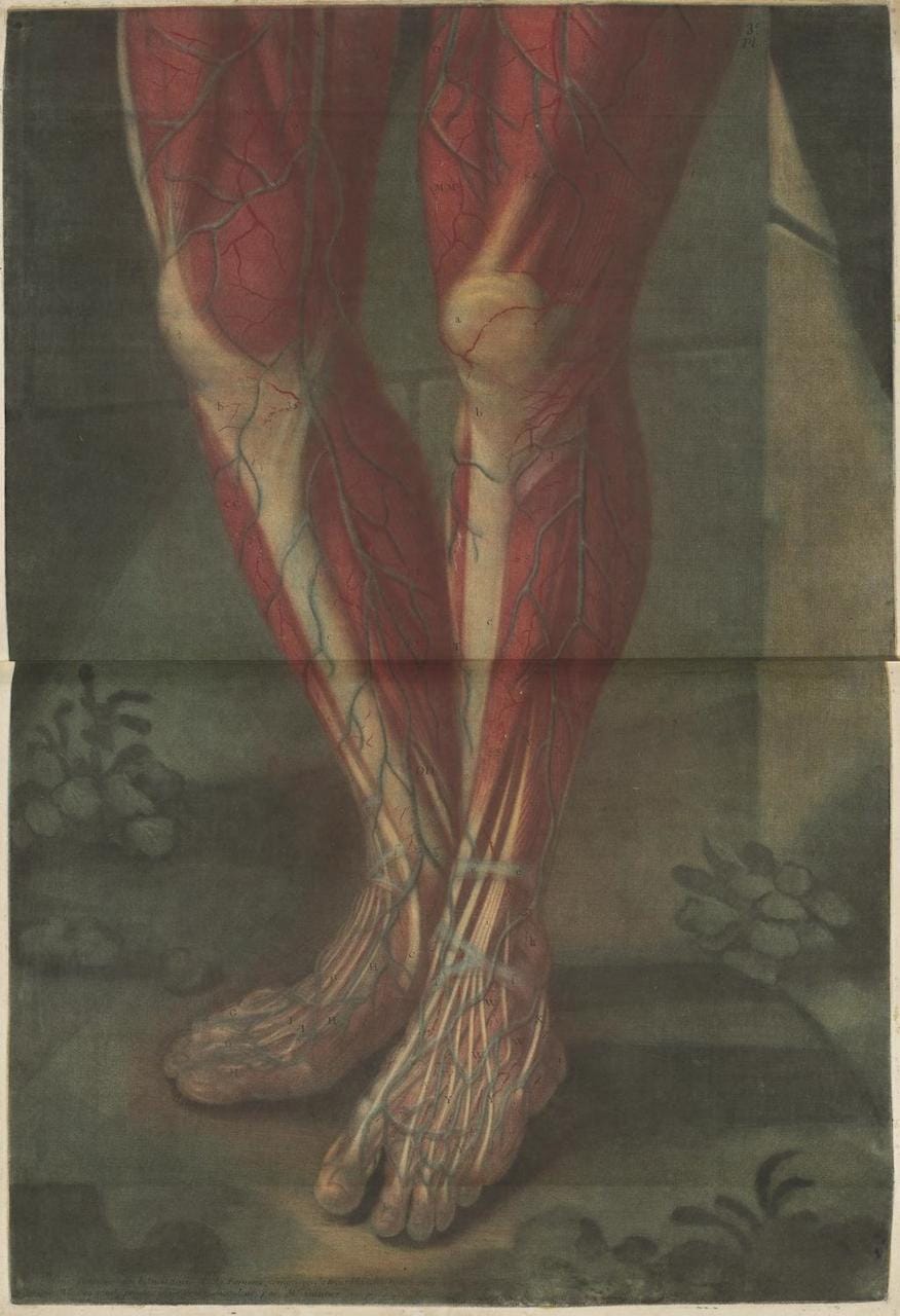 Jacques Gautier-D’Agoty, “Anatomie de la Tête” (1748)