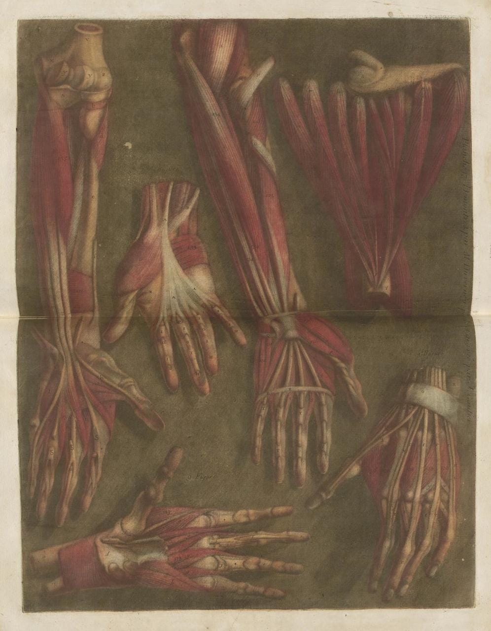 Jacques Gautier-D’Agoty, “Myologie Complette en Couleur” (1746)