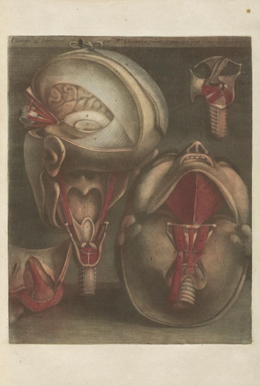 Jacques Gautier-D’Agoty, “Anatomie de la Tête” (1748)