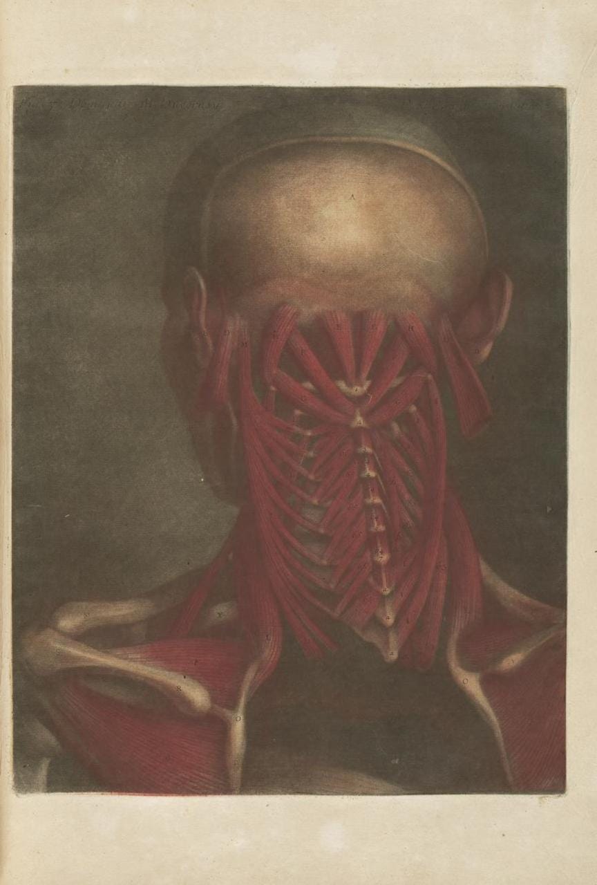 Jacques Gautier-D’Agoty, “Anatomie de la Tête” (1748)