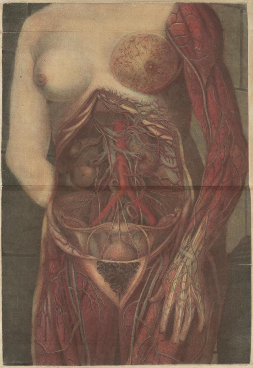 Jacques Gautier-D’Agoty, “Myologie Complette en Couleur” (1746)