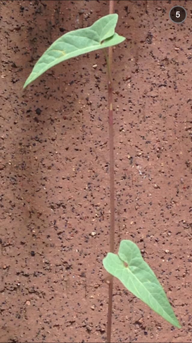 A Snapchat by Sergiy Barchuk (Screenshot courtesy Max J. Marshall) 