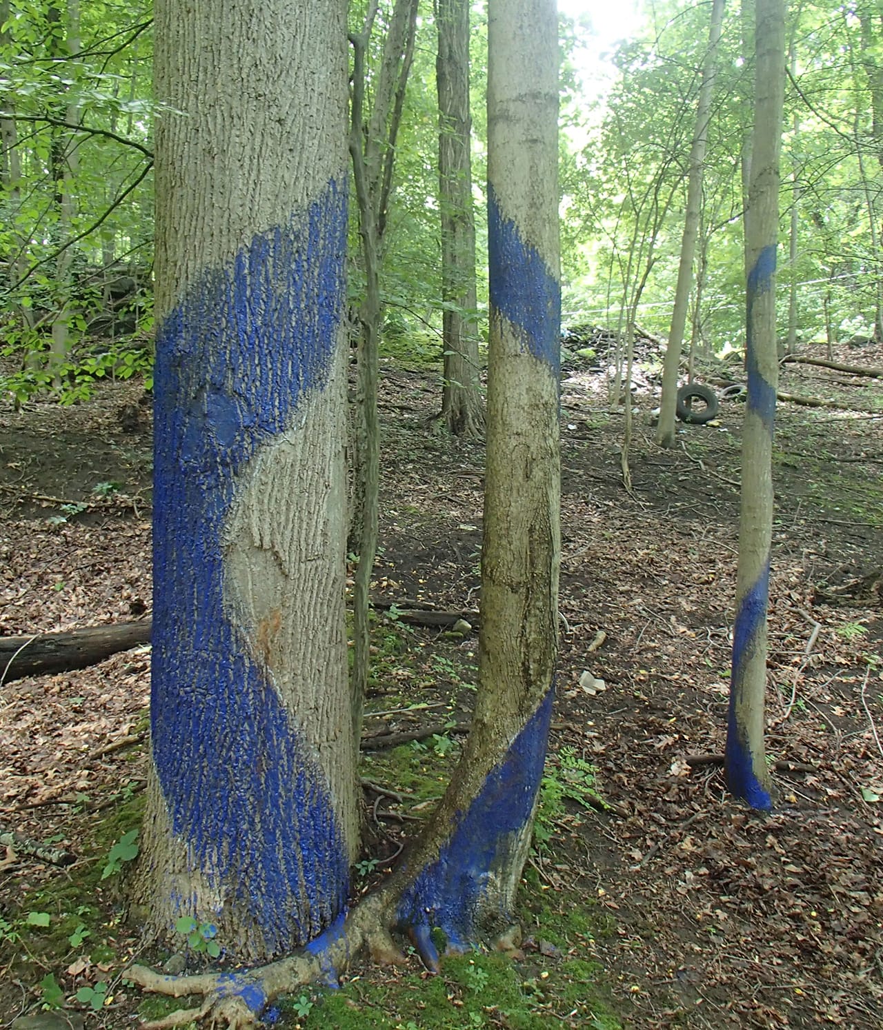 “Three Sisters,” detail from completed "Blued Trees" overture, Peekskill, NY (photo by Aviva Rahmani, 2015)