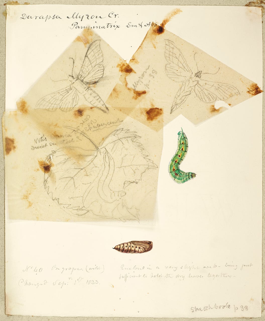 Pencil and watercolor study of the Hog Sphinx