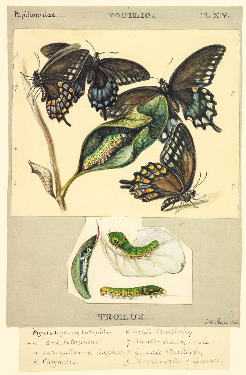 Plate XIV: The Spicebush Swallowtail