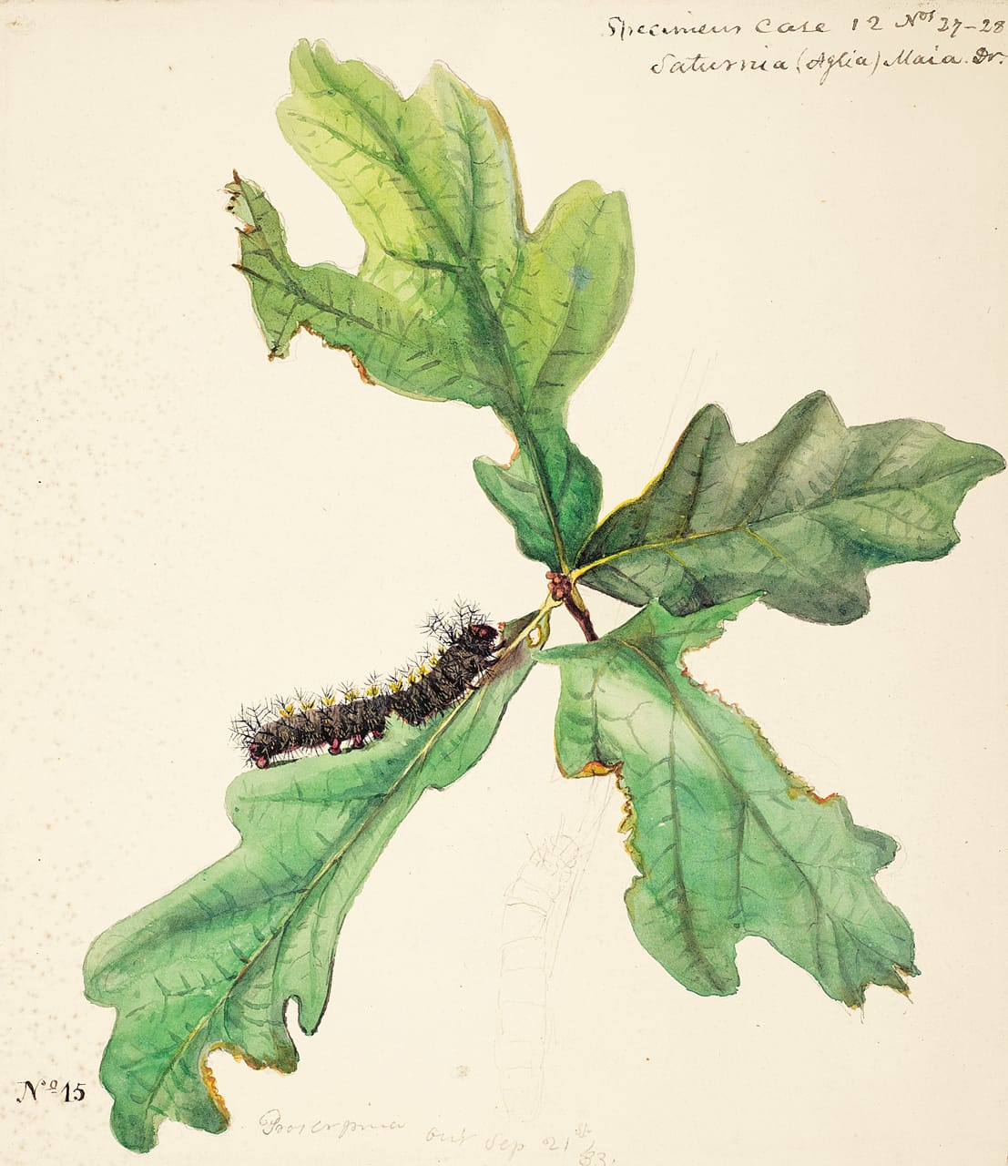 Caterpillar of the Buck Moth