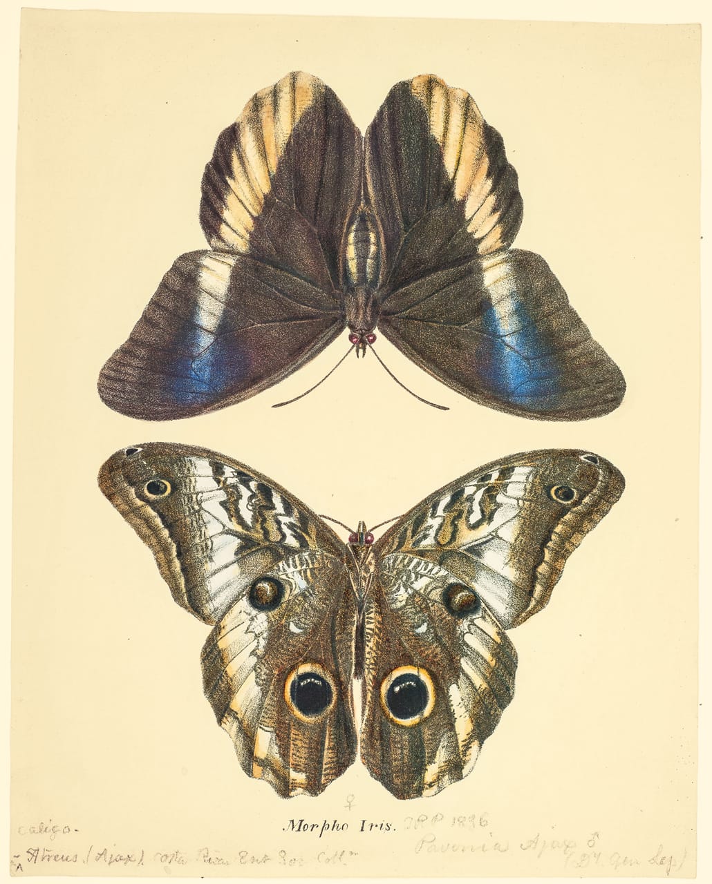 Plate CXIV: The Dionysian Owl