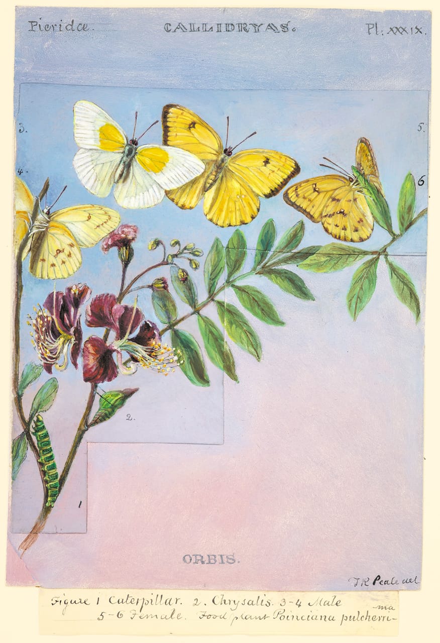 Plate XXXIX: The Orbed Sulphur