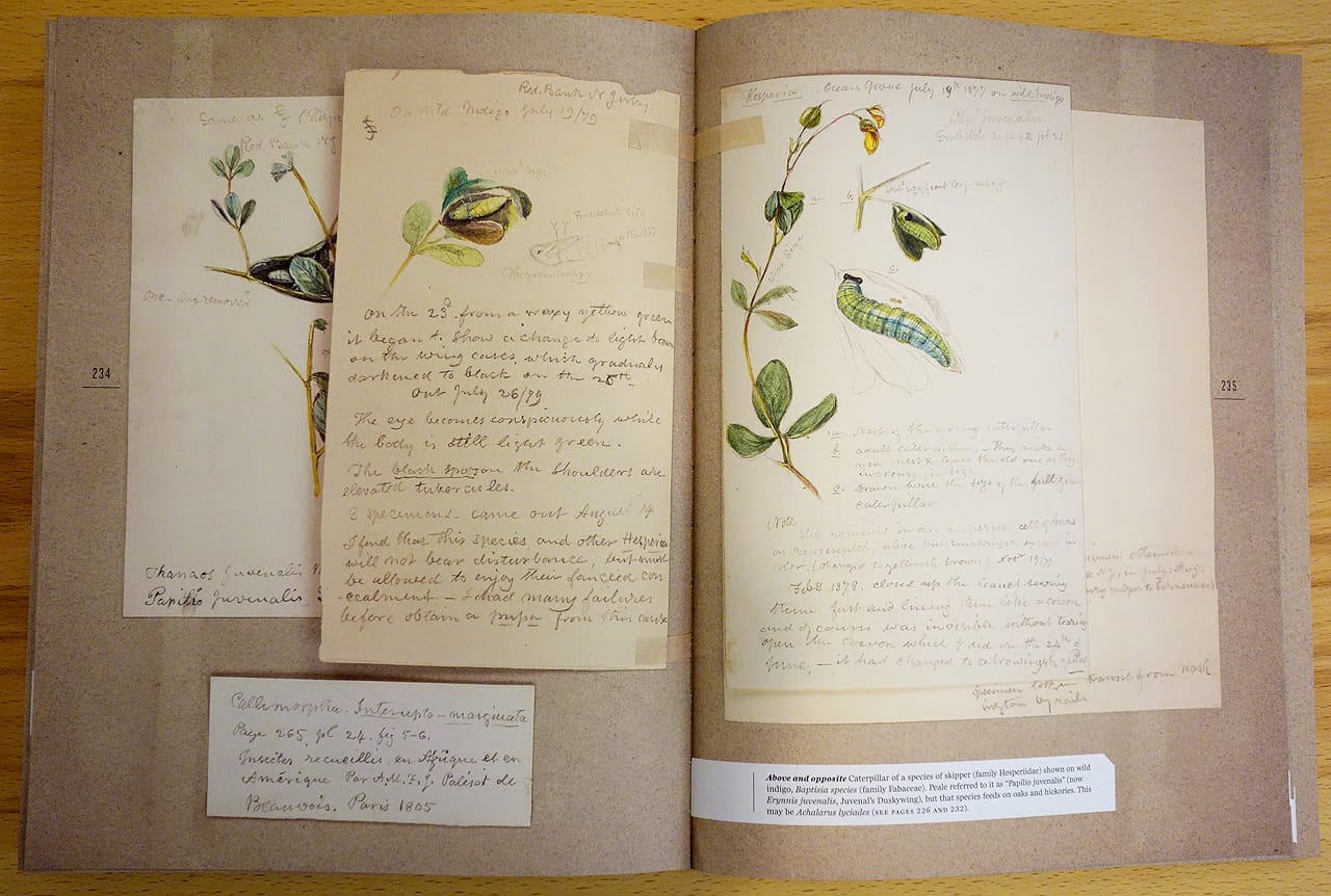 Pages from 'The Butterflies of North America: Titian Peale's Lost Manuscript' (photo of the book for Hyperallergic)