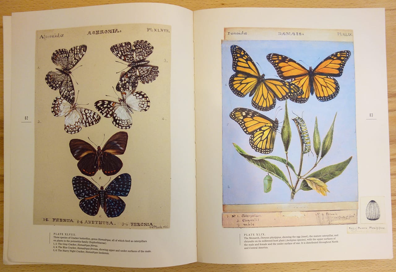 Pages from 'The Butterflies of North America: Titian Peale's Lost Manuscript' (photo of the book for Hyperallergic)