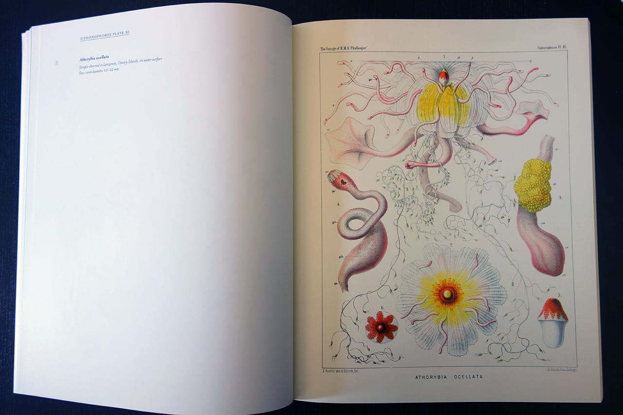 Inside 'Art Forms from the Abyss: Ernst Haeckel's Images From The Hms Challenger Expedition' (photo of the book for Hyperallergic)