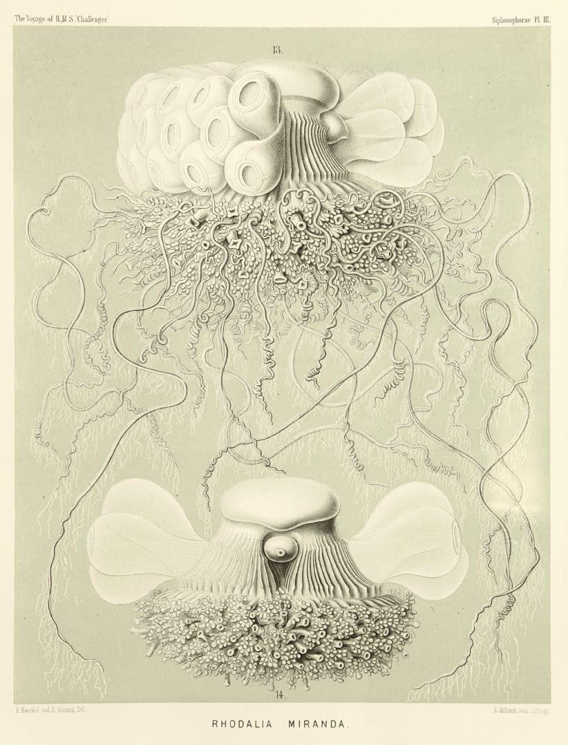 Art Forms from the Abyss: Ernst Haeckel's Images From The HMS Challenger Expedition